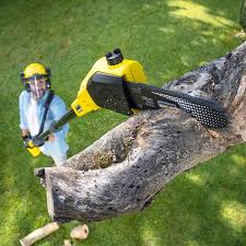 Best Tree Removal  in Eveleth, MN