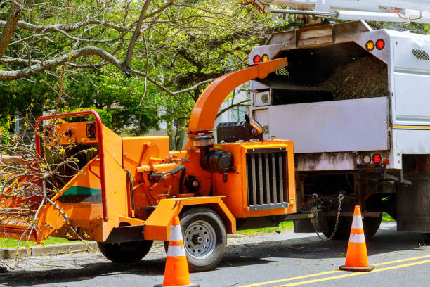 How Our Tree Care Process Works  in  Eveleth, MN