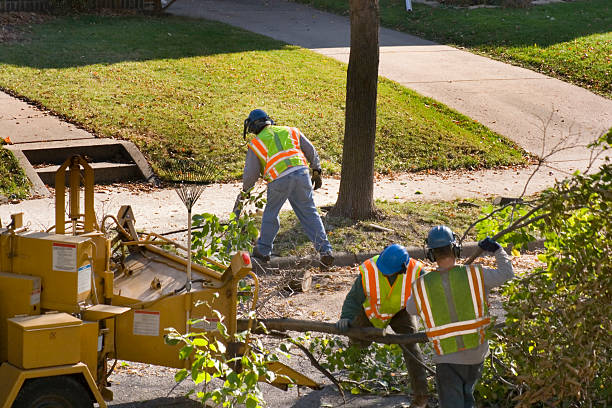 Best Hedge Trimming  in Eveleth, MN