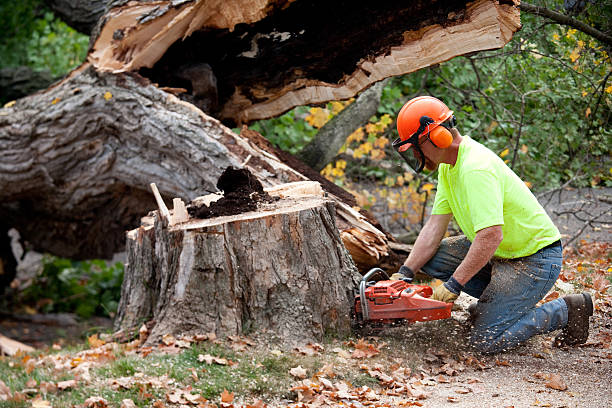 Best Tree Health Inspection  in Eveleth, MN