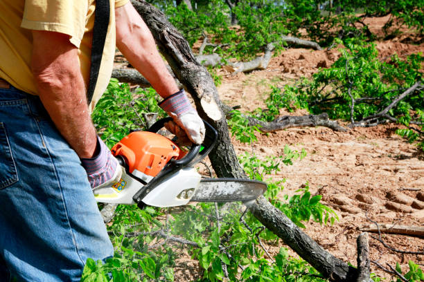 Best Tree Mulching  in Eveleth, MN